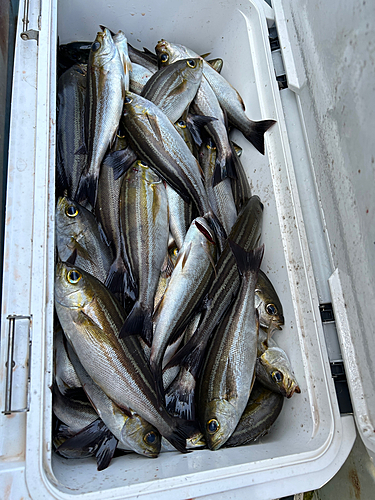 イサキの釣果