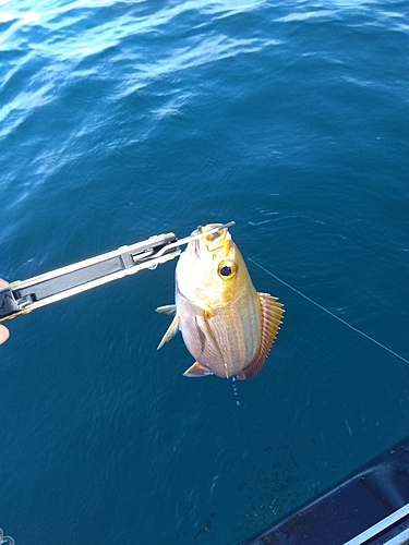 イサキの釣果