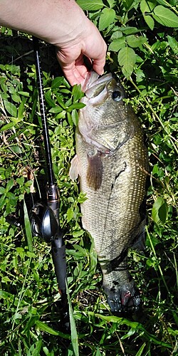 ブラックバスの釣果