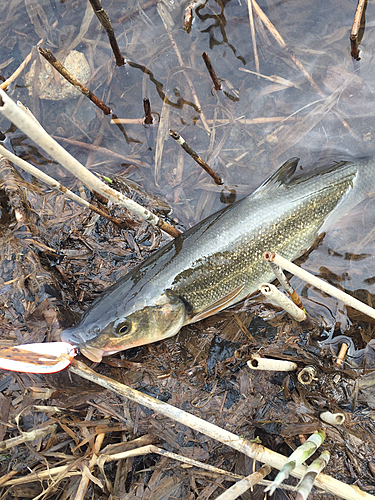 ウグイの釣果