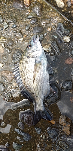 チヌの釣果