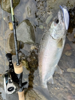 ヤマメの釣果