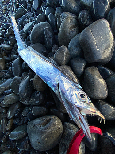 タチウオの釣果