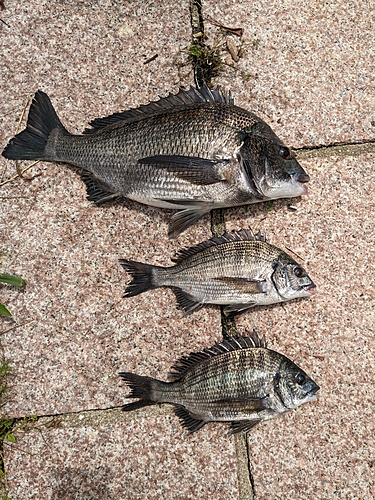 チヌの釣果