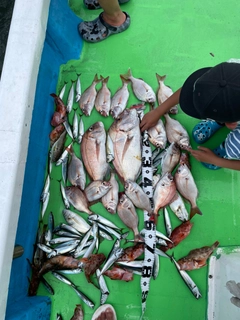 タイの釣果