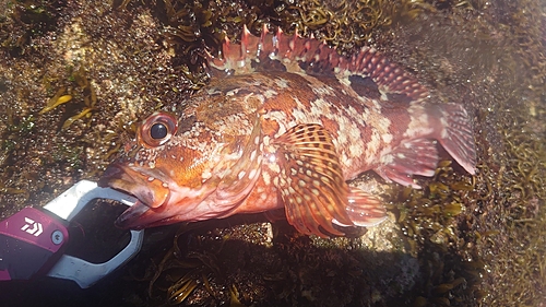 カサゴの釣果