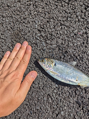 コノシロの釣果