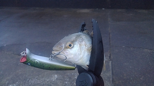 ショゴの釣果