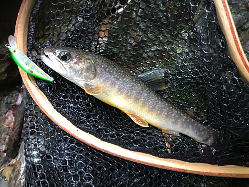 イワナの釣果