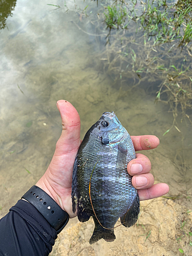 ブルーギルの釣果