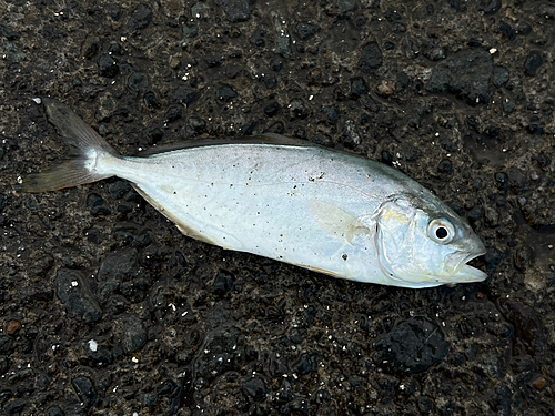 ショゴの釣果