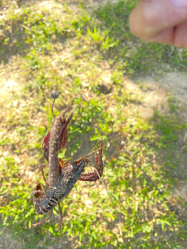 アメリカザリガニの釣果