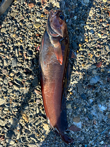 ドンコの釣果