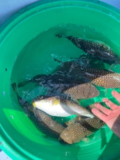 ショウサイフグの釣果