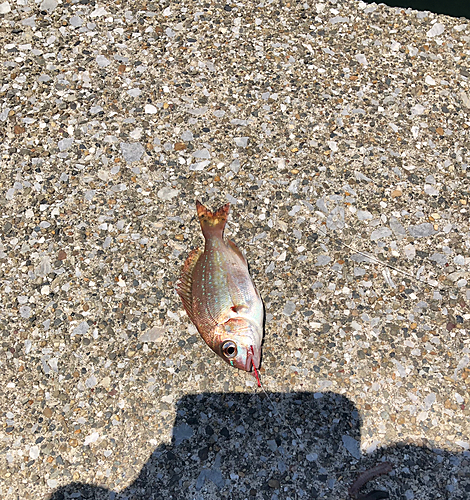 タイの釣果