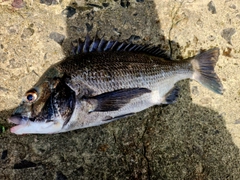 クロダイの釣果