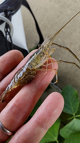 テナガエビの釣果