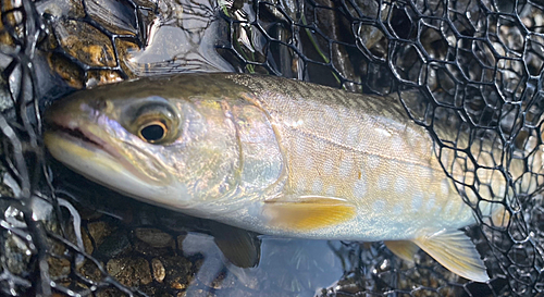 アメマスの釣果