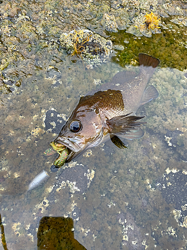 ガヤの釣果