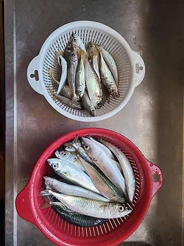 サバの釣果