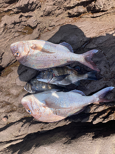 タイの釣果