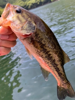 ラージマウスバスの釣果