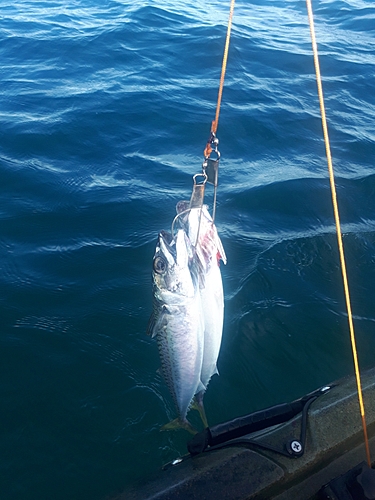 サバの釣果