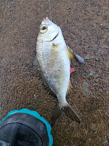 クロサギの釣果