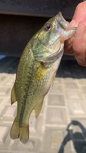 ブラックバスの釣果