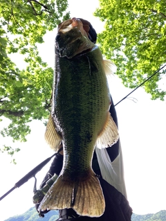 ラージマウスバスの釣果