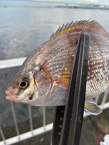 ウミタナゴの釣果