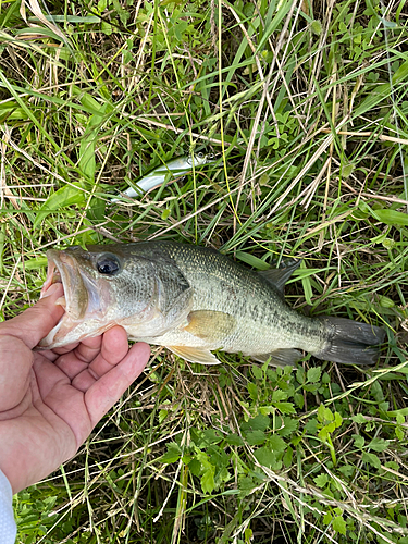 釣果