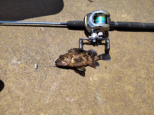 カサゴの釣果