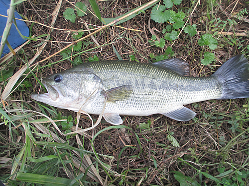 ラージマウスバスの釣果