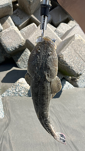 マゴチの釣果