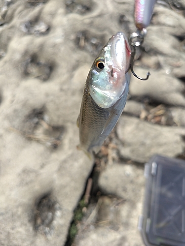 ハスの釣果