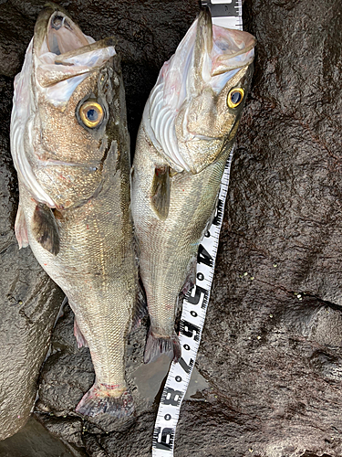 シーバスの釣果