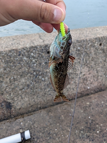 アナハゼの釣果