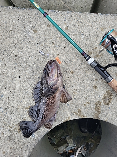 クロソイの釣果