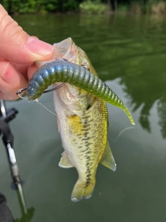 ラージマウスバスの釣果