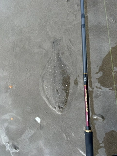 ソゲの釣果