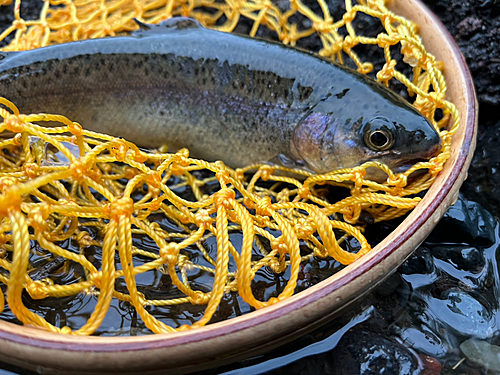 ニジマスの釣果