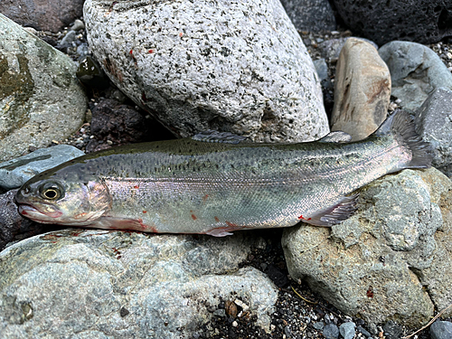 ヤマメの釣果