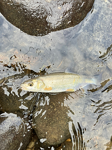 ウグイの釣果