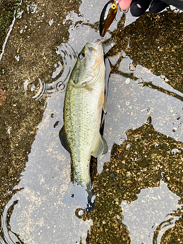 ラージマウスバスの釣果