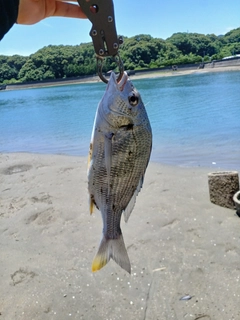 キビレの釣果