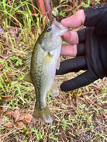 ラージマウスバスの釣果