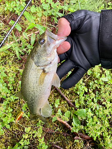 ラージマウスバスの釣果