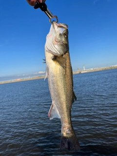 スズキの釣果