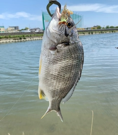 キビレの釣果